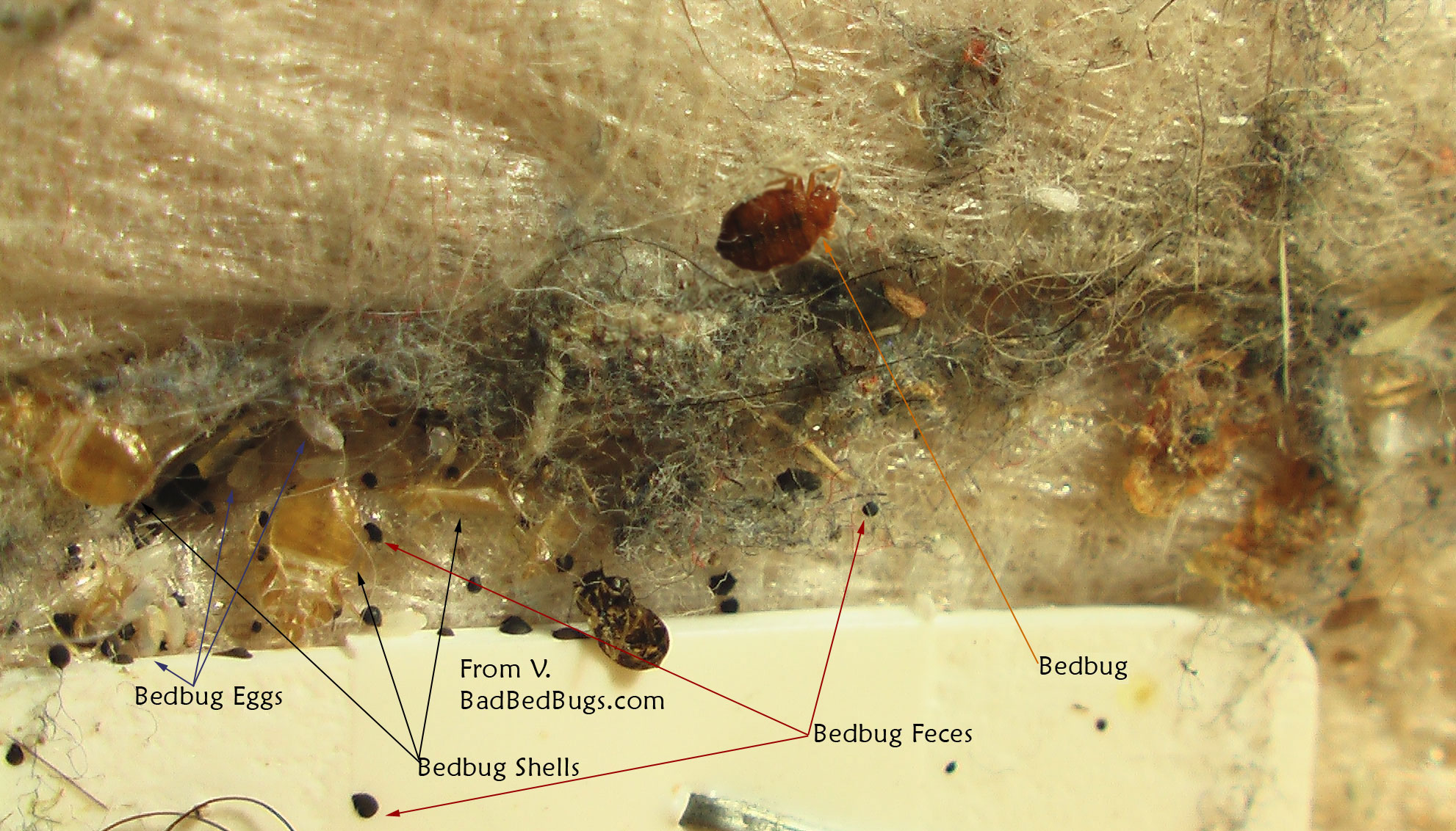 Carpet Beetle Bites Vs Bed Bug Bites Bed bugs and their eggs