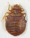 Bed Bugs Extermination