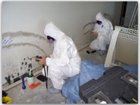 Mold Inspection