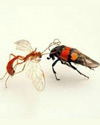 Pest Identification