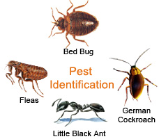 Pest Identification Service New Jersey, New York, Brooklyn & Bronx
